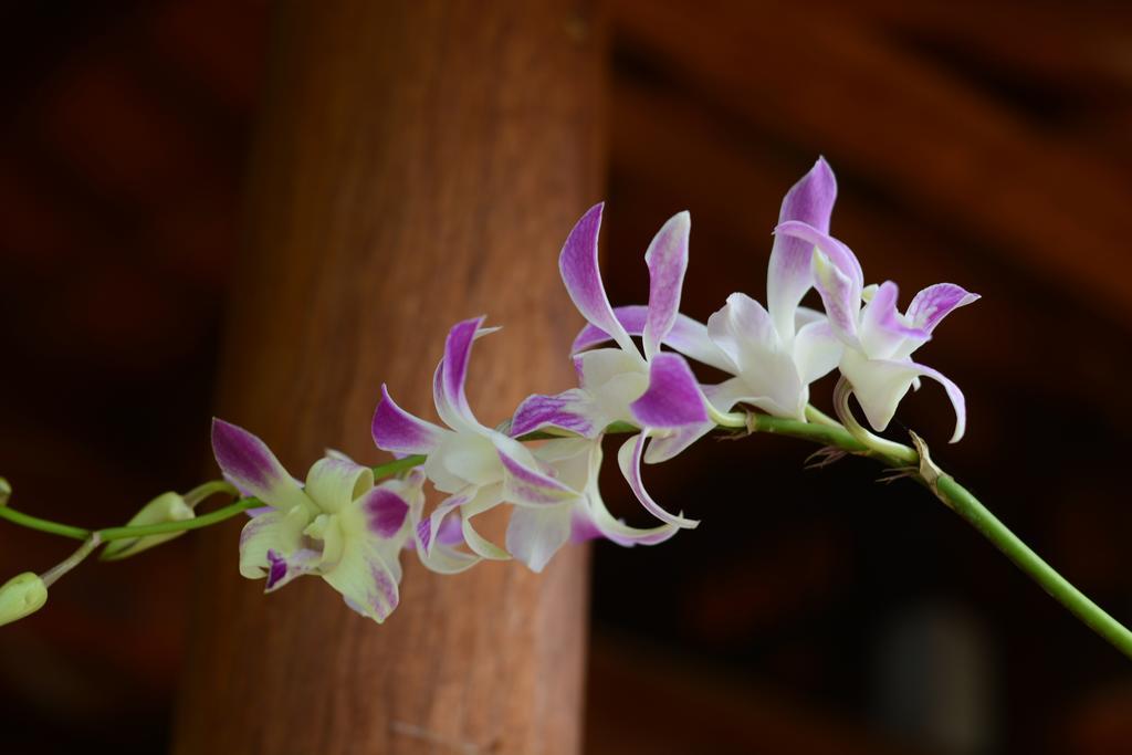 Botanic Garden Villas Hội An Kültér fotó