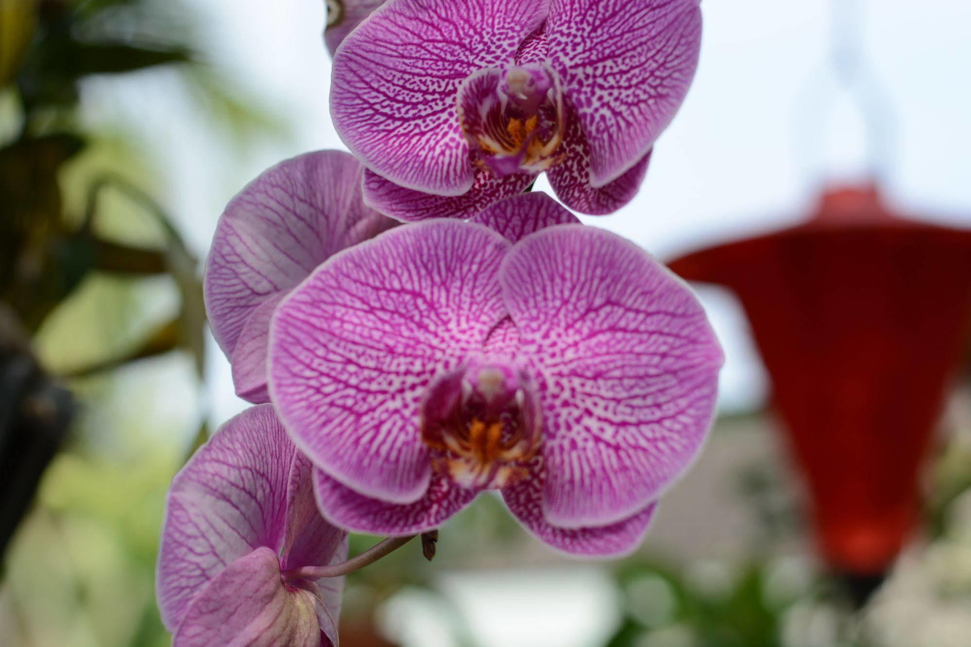 Botanic Garden Villas Hội An Kültér fotó